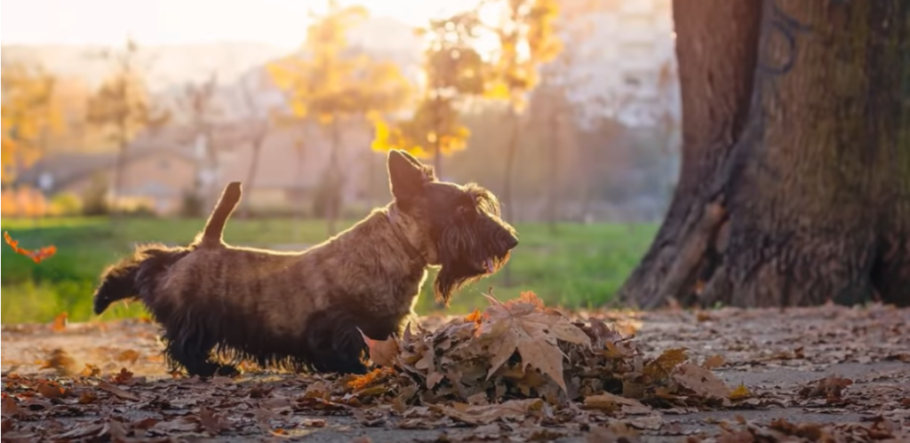 Why do dogs sniff human private areas