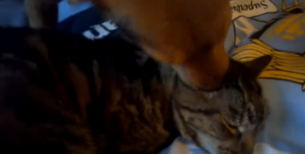 Why does my dog lick my cat's neck