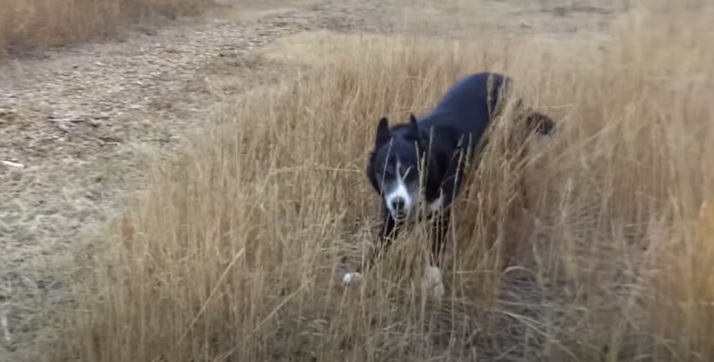 Border Collies