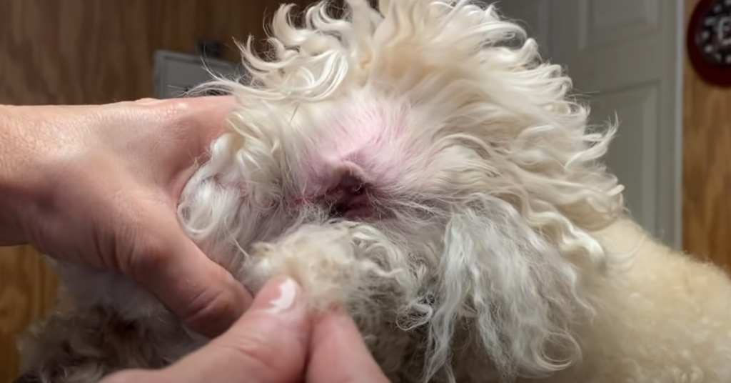 Does it hurt dogs to pluck ear hair