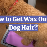 How to Get Wax Out of Dog Hair?