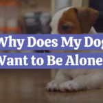 Why Does My Dog Want to Be Alone?