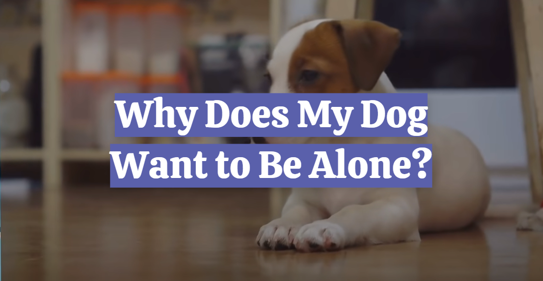 Why Does My Dog Want to Be Alone?