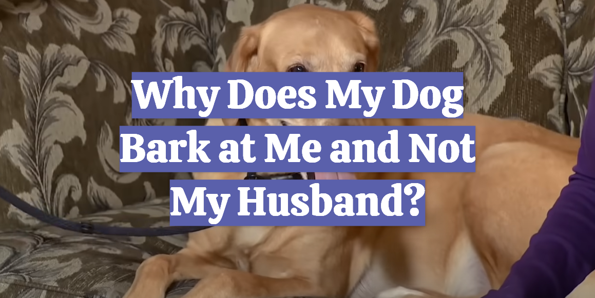 Why Does My Dog Bark at Me and Not My Husband?
