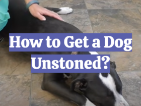 How to Get a Dog Unstoned?