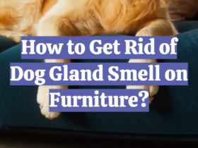 How to Get Rid of Dog Gland Smell on Furniture?