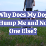 Why Does My Dog Hump Me and No One Else?