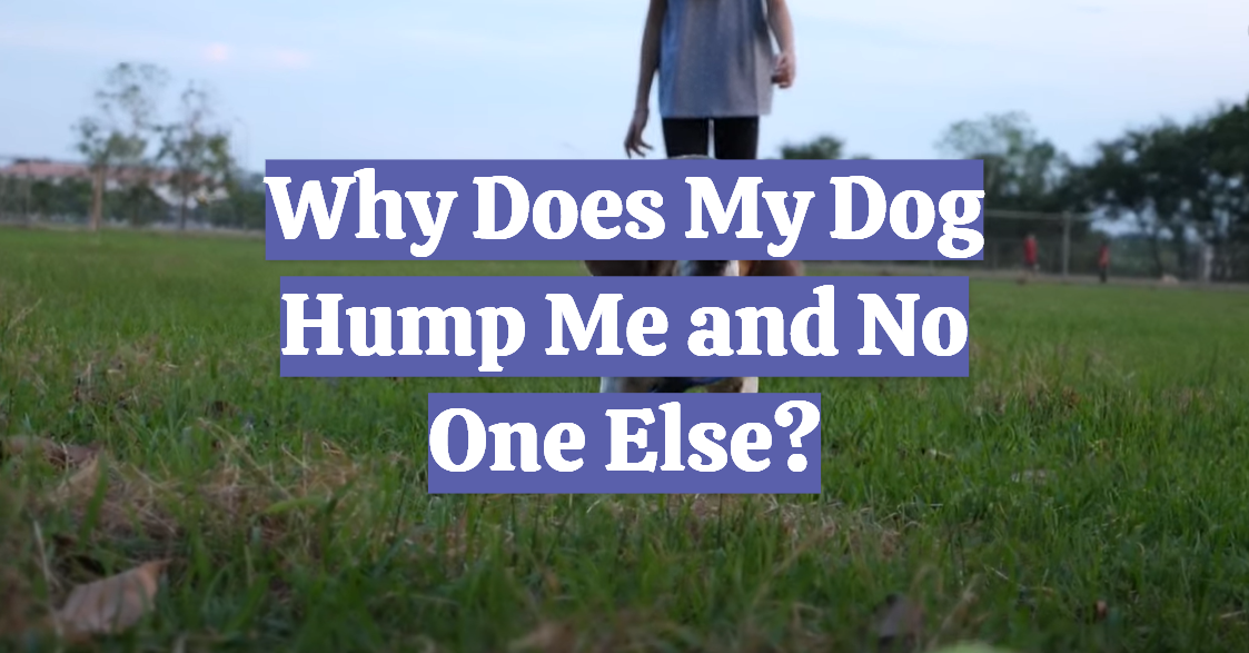 Why Does My Dog Hump Me and No One Else?
