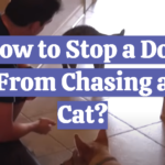 How to Stop a Dog From Chasing a Cat?
