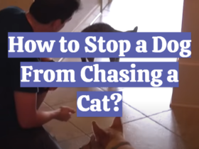 How to Stop a Dog From Chasing a Cat?