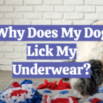Why Does My Dog Lick My Underwear?