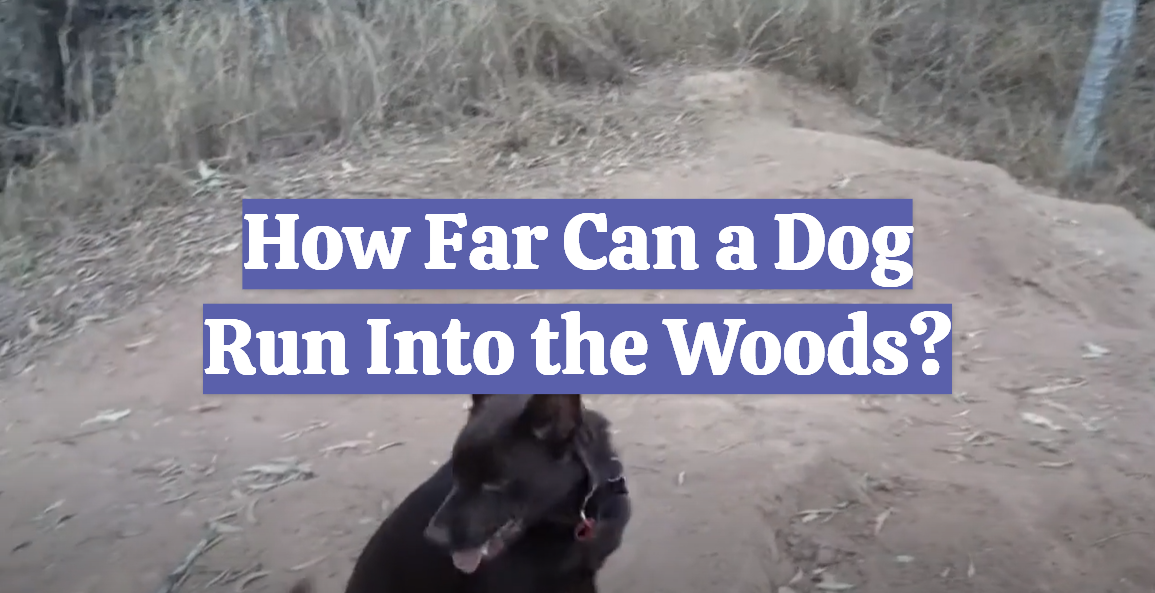 How Far Can a Dog Run Into the Woods?