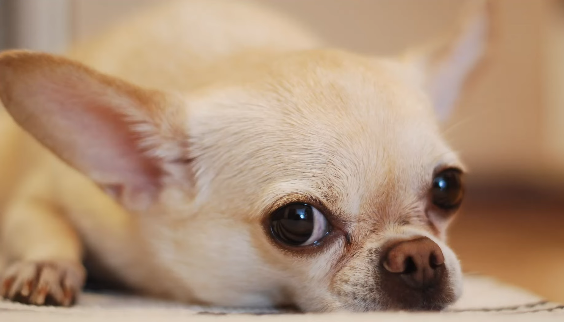 Encouraging your Chihuahua to sleep in their bed