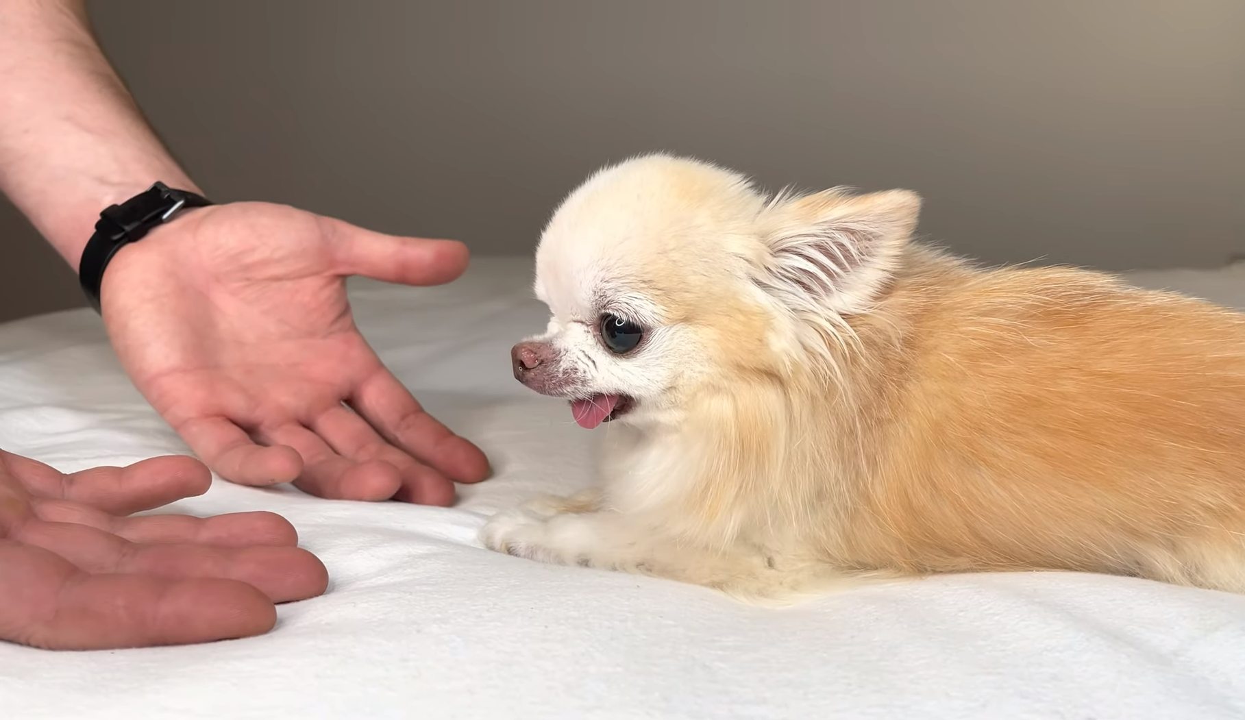 Steps to Trimming Your Chihuahua's Nails