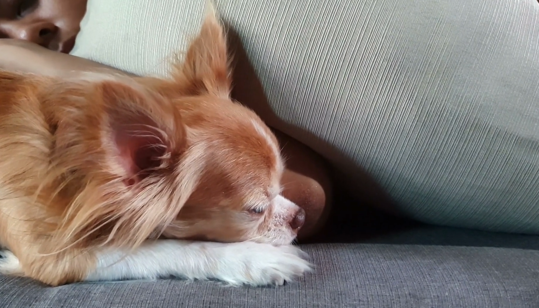 Your Chihuahua is Bored