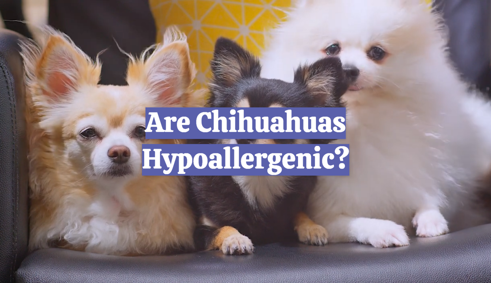 Are Chihuahuas Hypoallergenic?