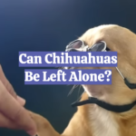 Can Chihuahuas Be Left Alone?