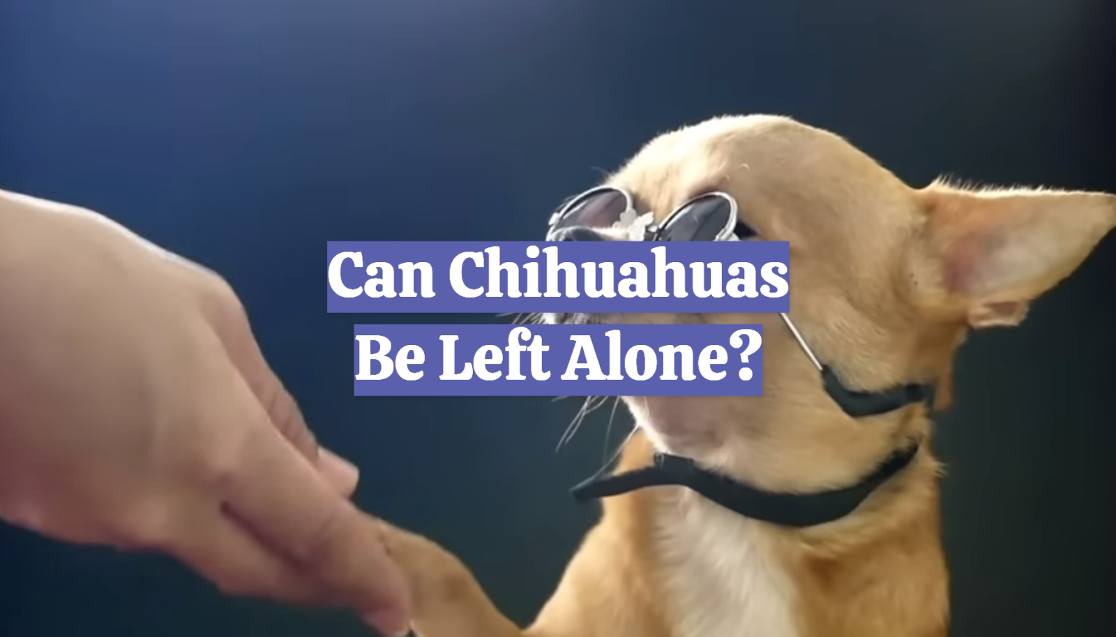 Can Chihuahuas Be Left Alone?