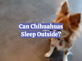 Can Chihuahuas Sleep Outside?