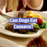 Can Dogs Eat Cassava?