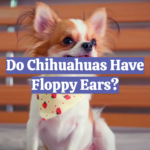 Do Chihuahuas Have Floppy Ears?