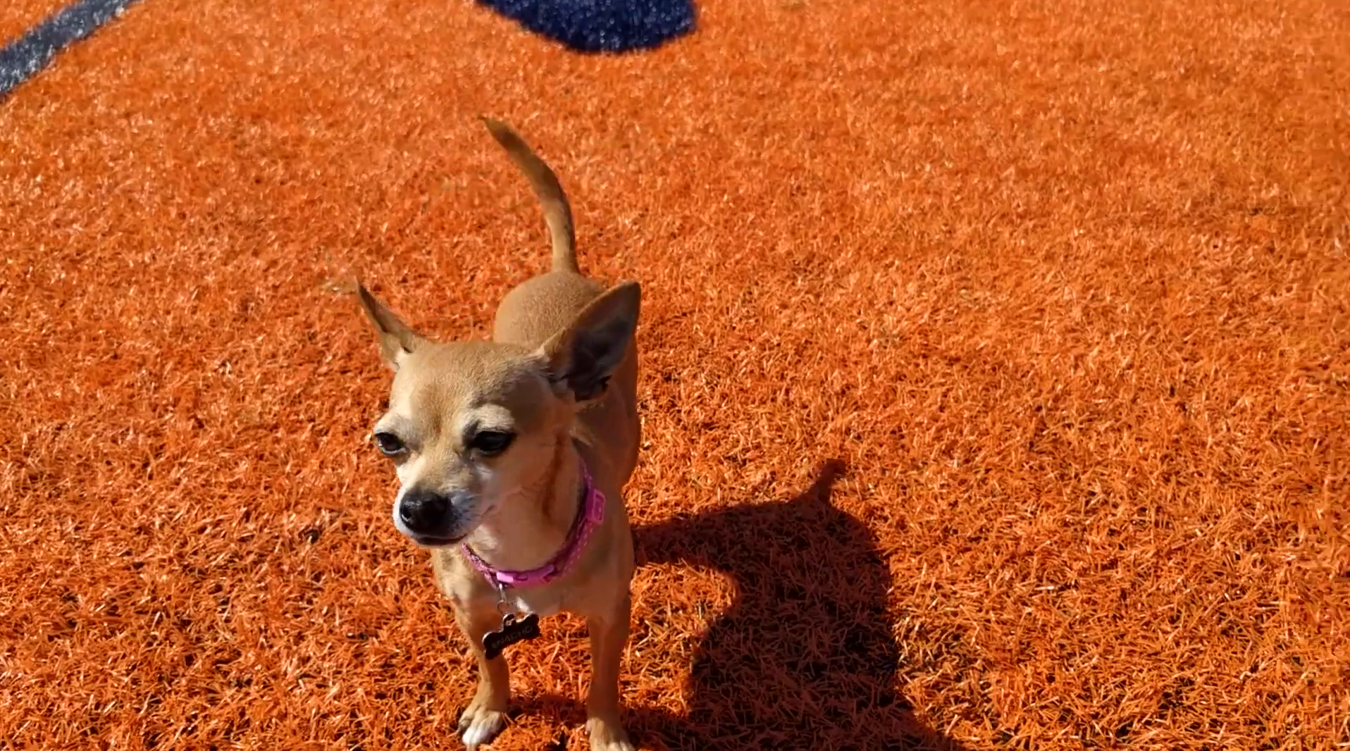 Do Chihuahuas Like Running?