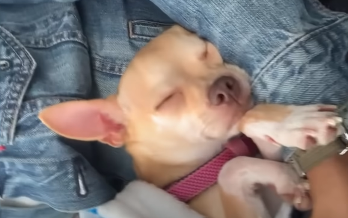 Do Chihuahuas Like to Sleep With Their Owners?