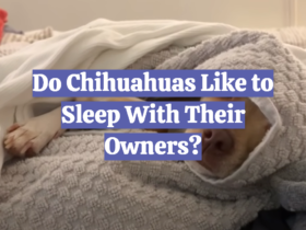Do Chihuahuas Like to Sleep With Their Owners?