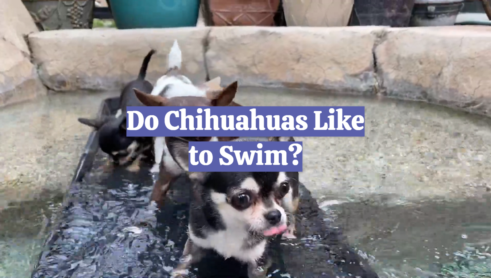 Do Chihuahuas Like to Swim?