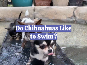 Do Chihuahuas Like to Swim?