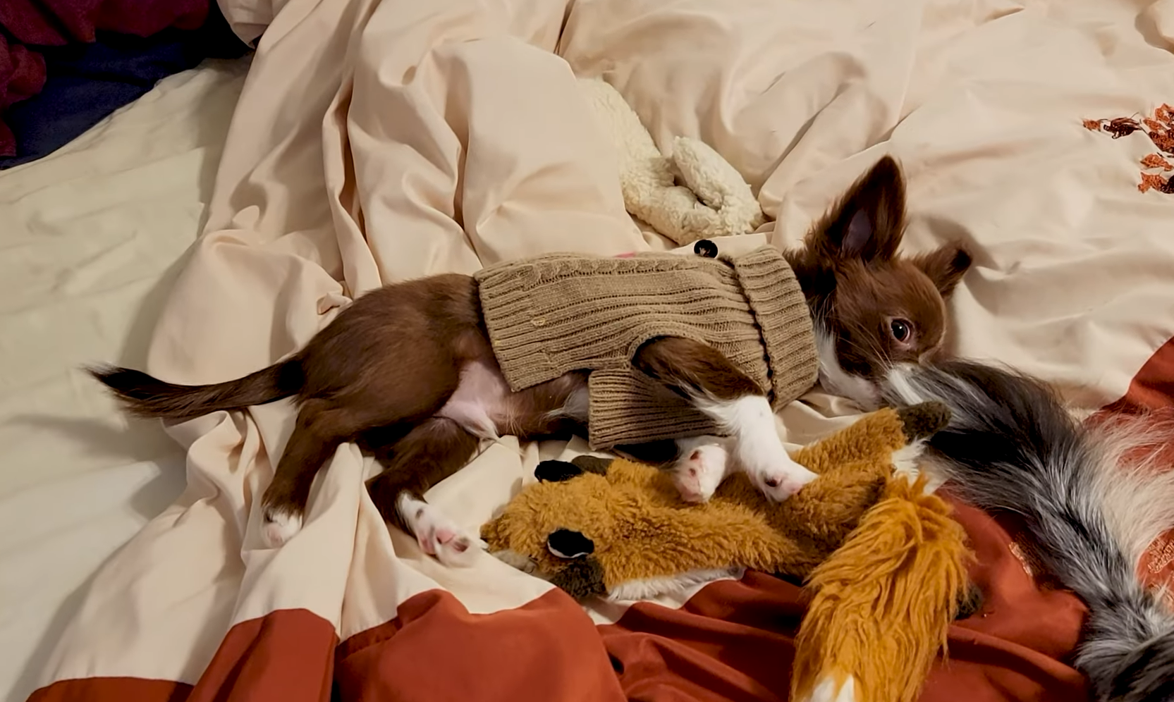 Do Chihuahuas like to wear clothes?
