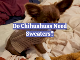 Do Chihuahuas Need Sweaters?