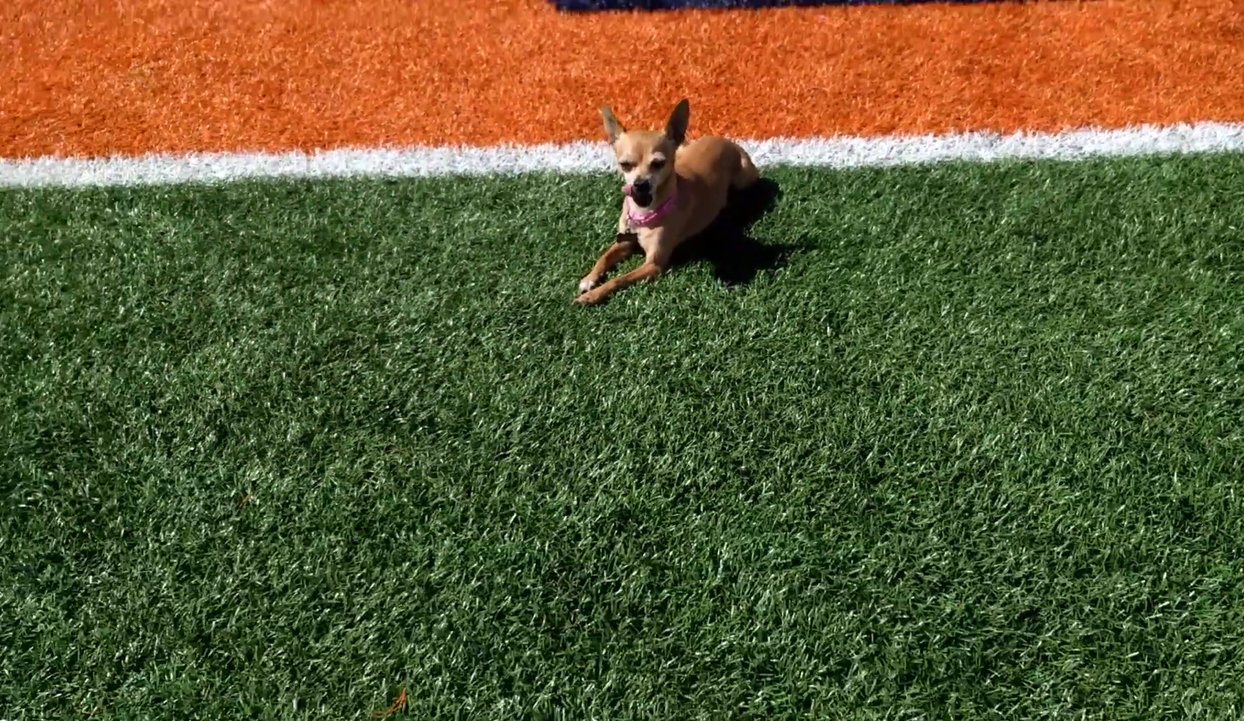 How can you train a Chihuahua to run faster?