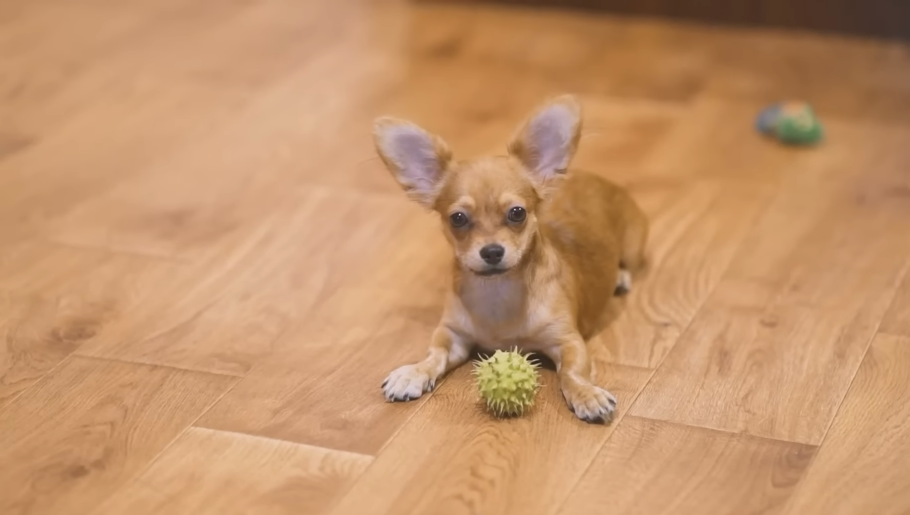 How Chihuahua's intelligence is measured