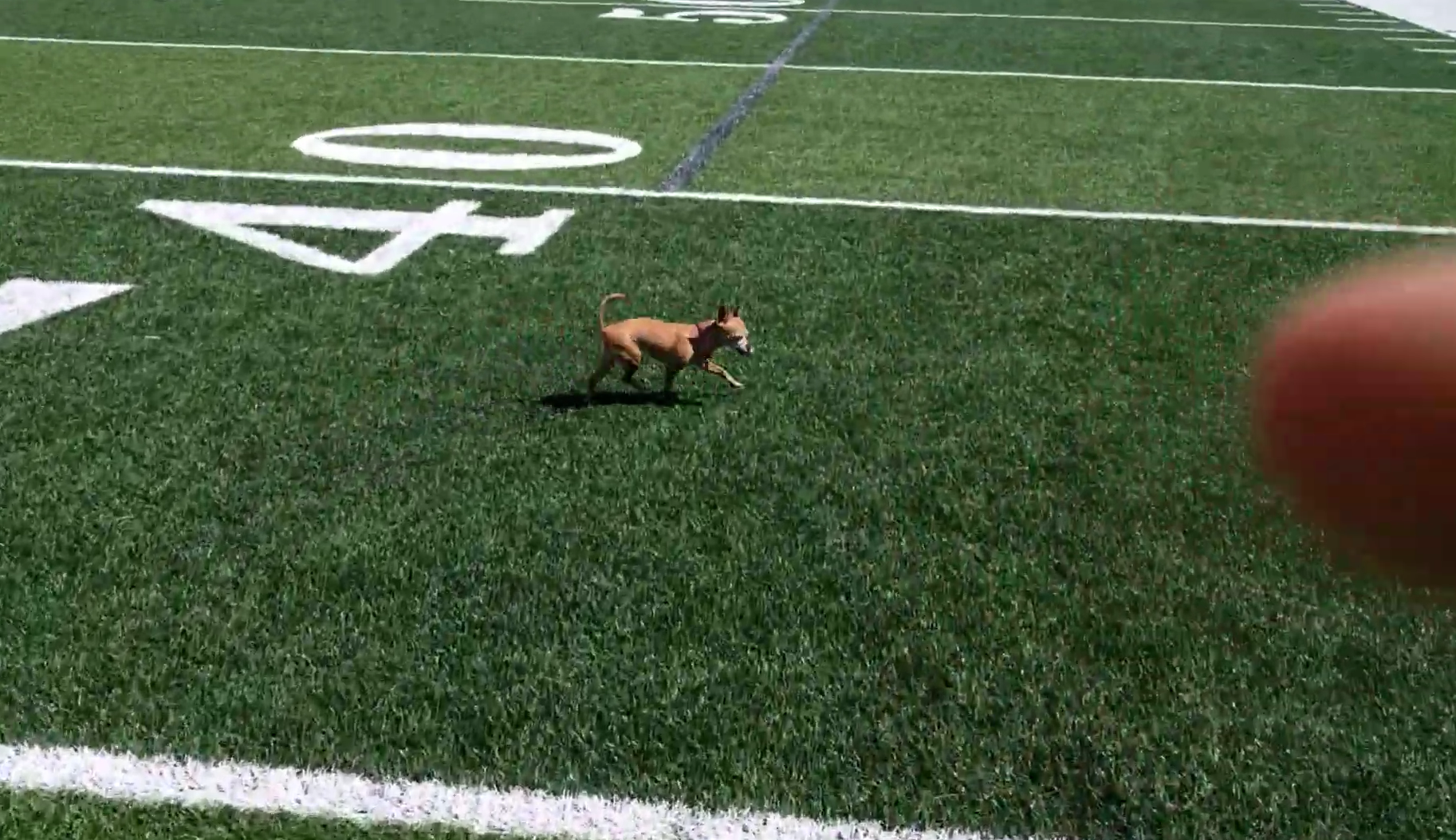 How fast can a Chihuahua run?