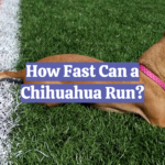 How Fast Can a Chihuahua Run?