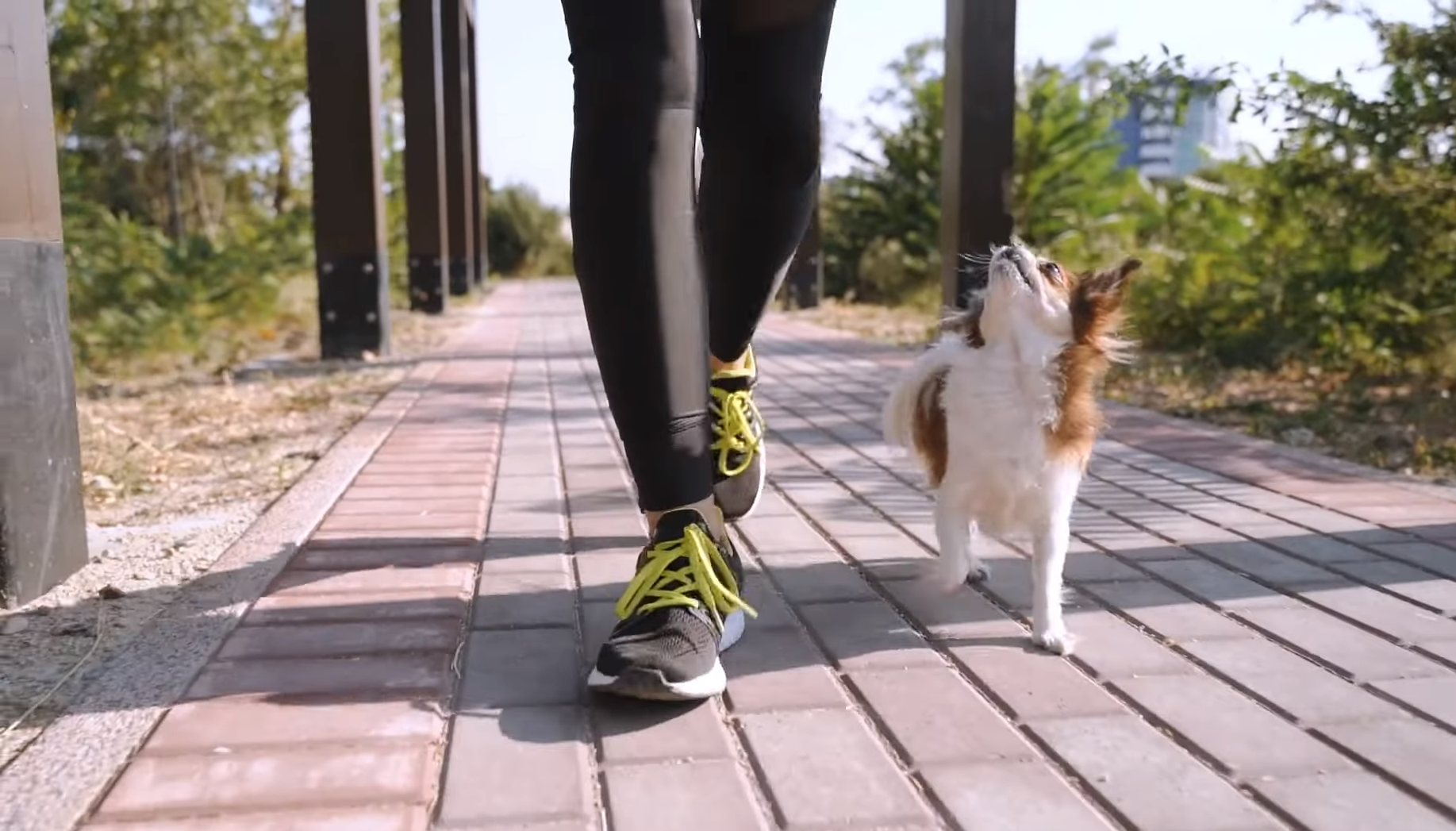 How much exercise does a Chihuahua need?
