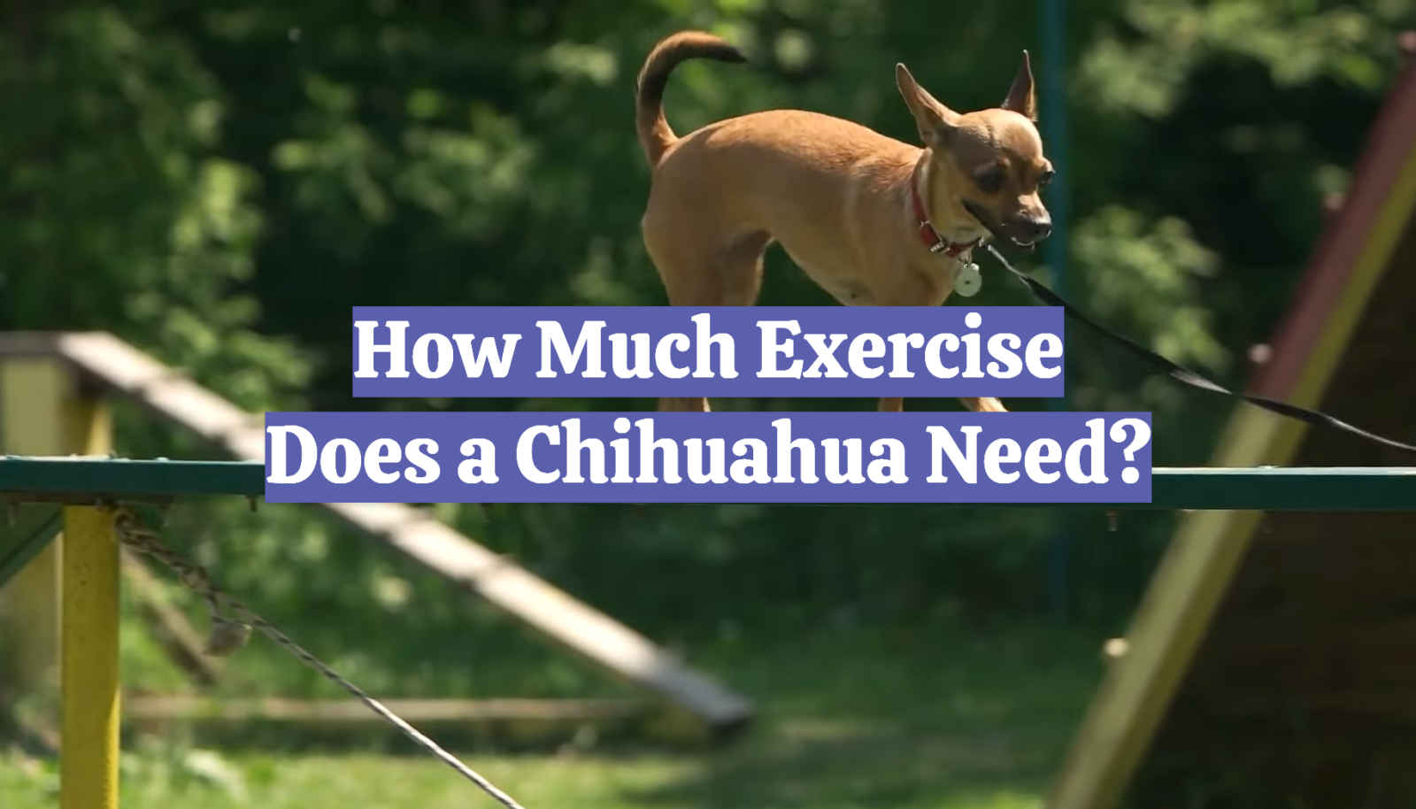How Much Exercise Does a Chihuahua Need?
