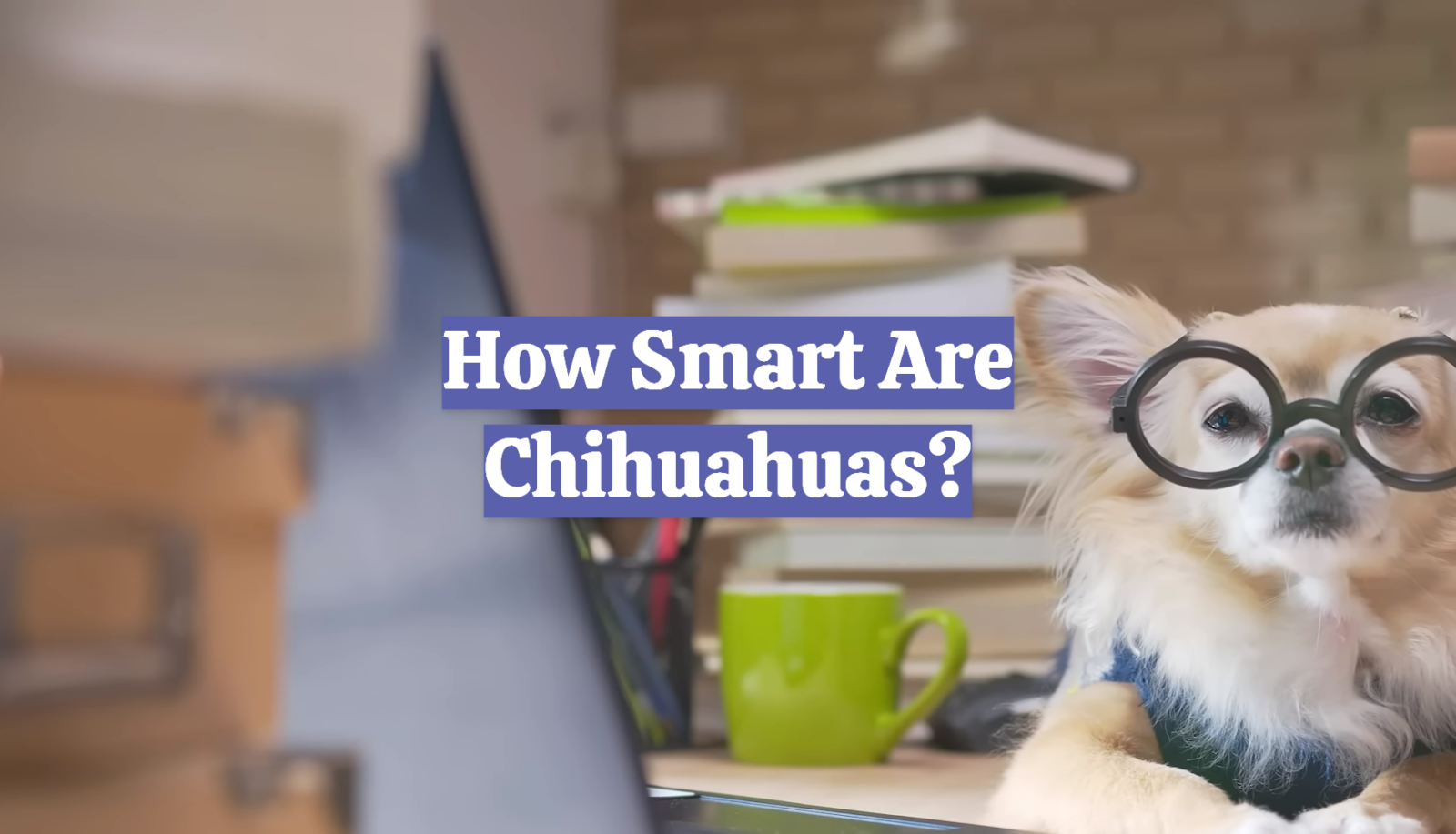 How Smart Are Chihuahuas?
