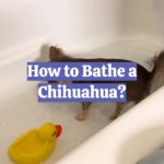 How to Bathe a Chihuahua?