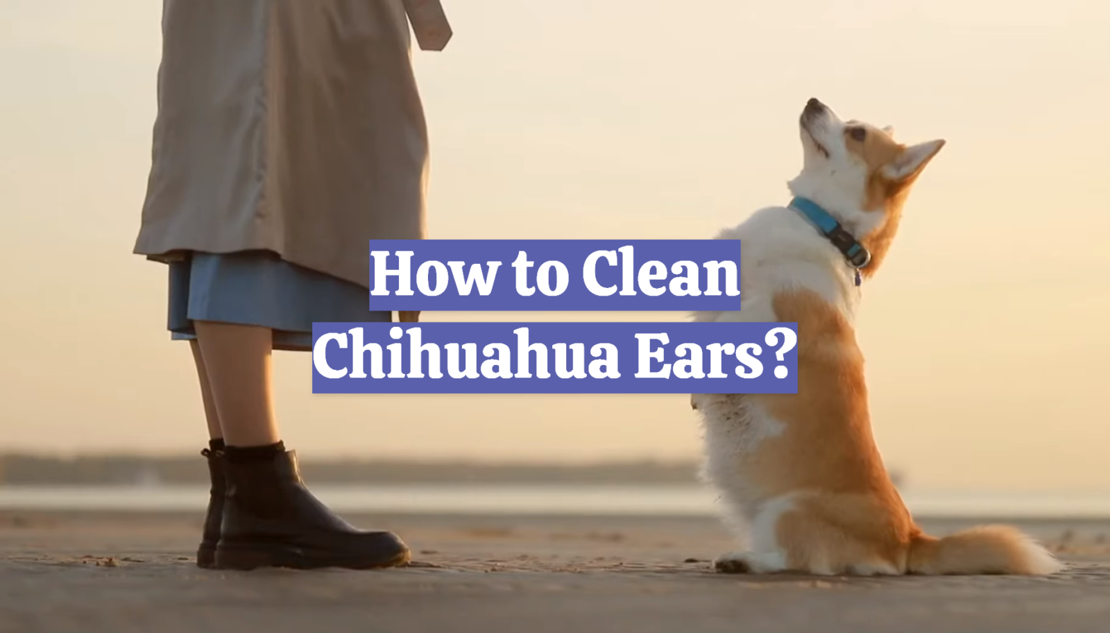 How to Clean Chihuahua Ears?