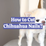 How to Cut Chihuahua Nails?