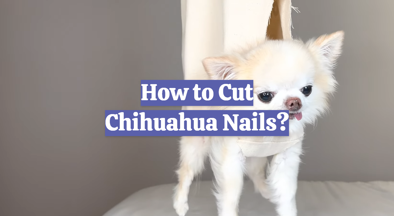Image showcasing How to Cut Chihuahua Nails? - DogAdvices