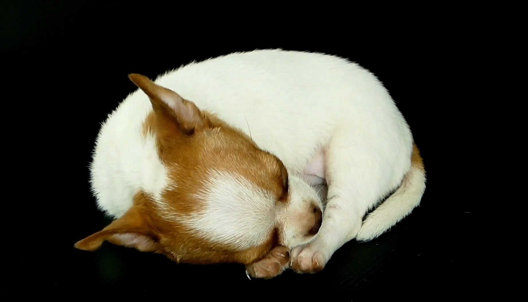 How to improve your Chihuahua’s sleep?