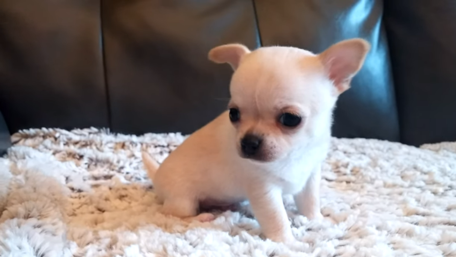 How to stop my Chihuahua from crying?