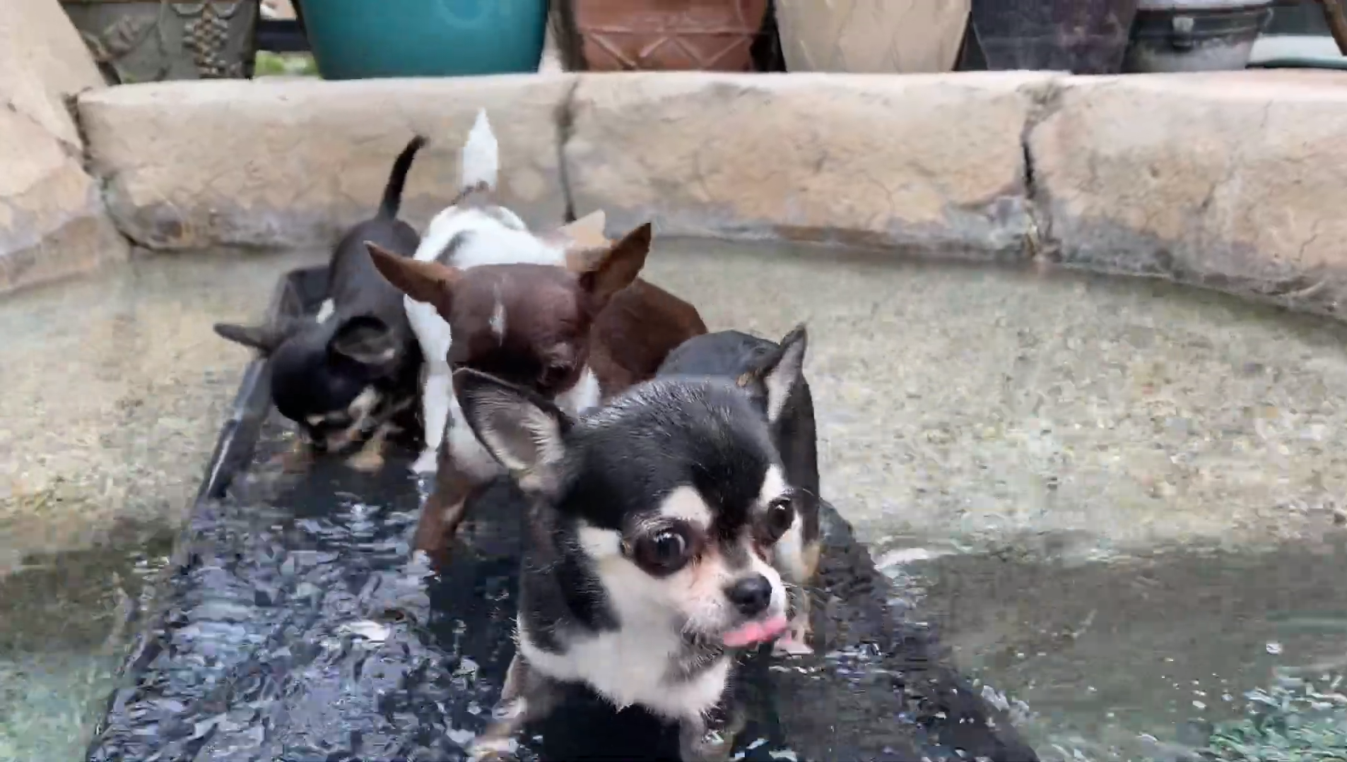 How to teach a Chihuahua to swim?