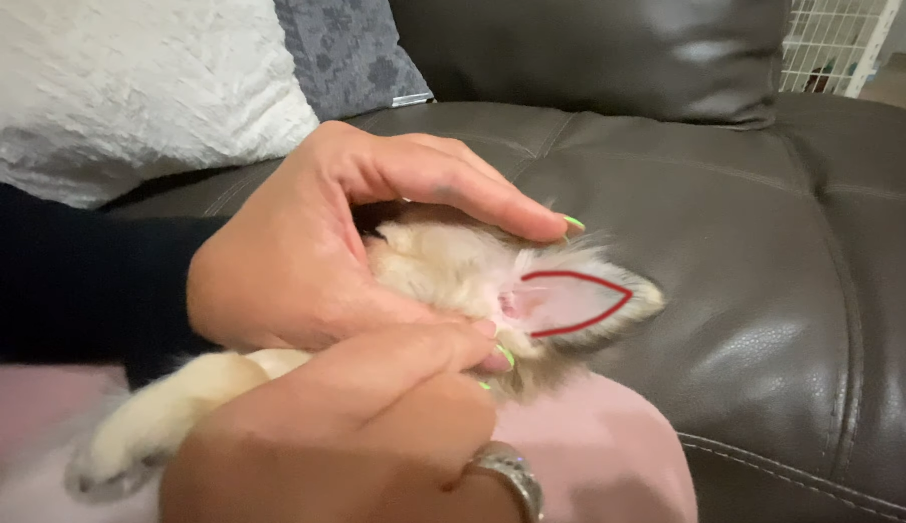 Massaging your Chihuahuas ears