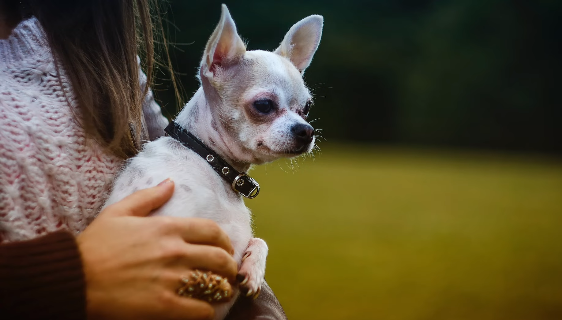 Medical conditions can cause aggression in Chihuahuas