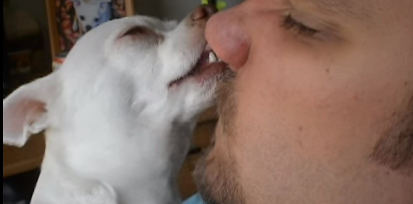 Reasons Why Chihuahuas Lick Inside Your Nose