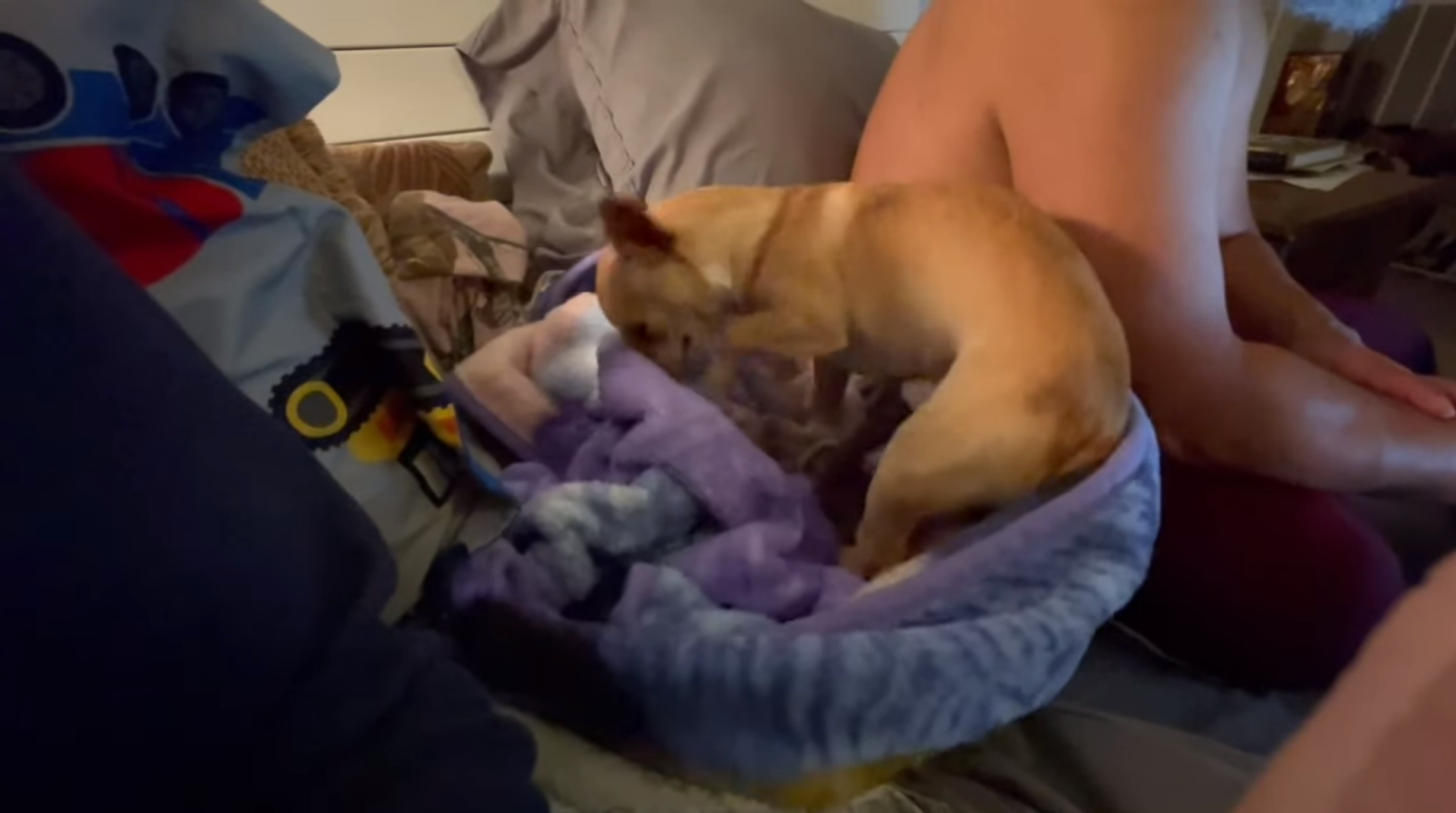 Should You Let Your Chihuahua Sleep in Your Bed?